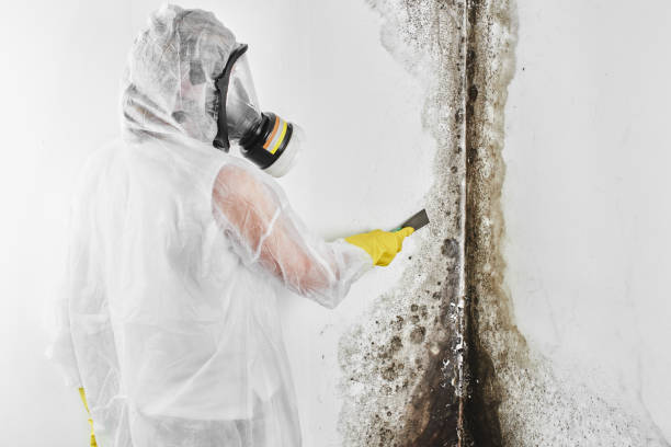 Best Industrial Mold Remediation in Kaufman, TX