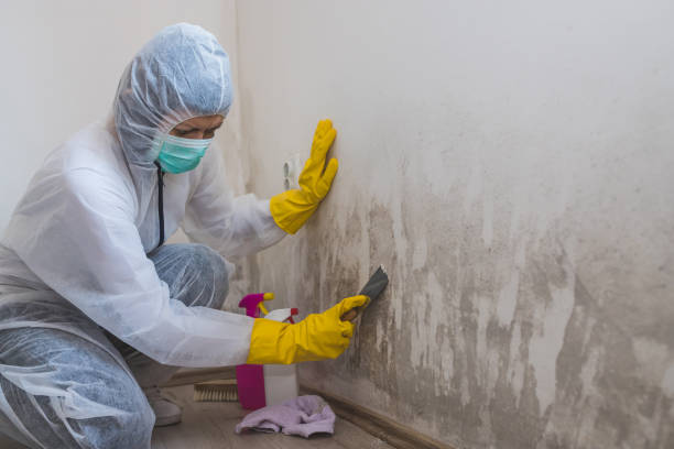 Best Post-Flood Mold Remediation in Kaufman, TX