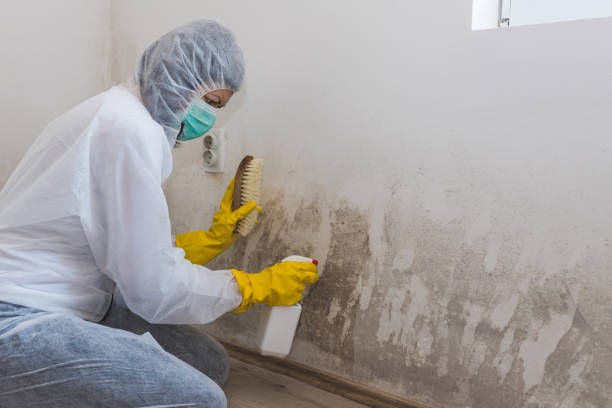 Best Mold Remediation for Specific Building Types in Kaufman, TX
