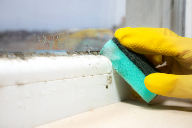 Best Kitchen Mold Remediation in Kaufman, TX
