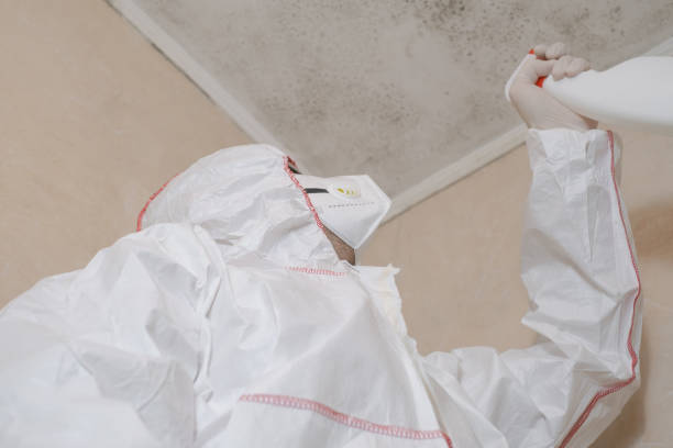 Best Black Mold Remediation in Kaufman, TX