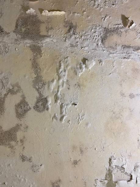 Best DIY Mold Remediation Support Services in Kaufman, TX