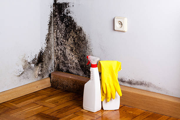 Best HVAC Mold Remediation in Kaufman, TX