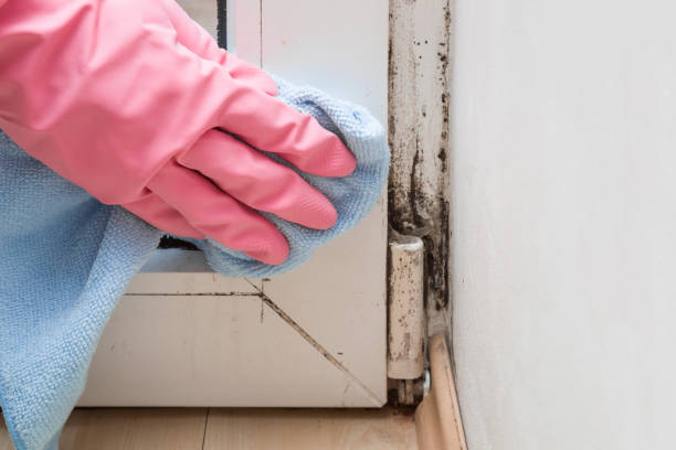 Best Commercial Mold Remediation in Kaufman, TX