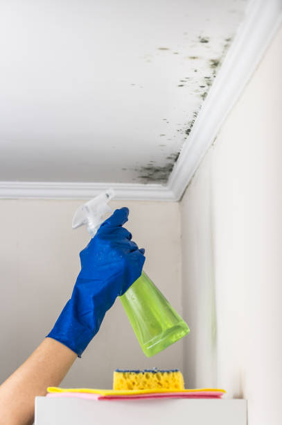 Best Kitchen Mold Remediation in Kaufman, TX